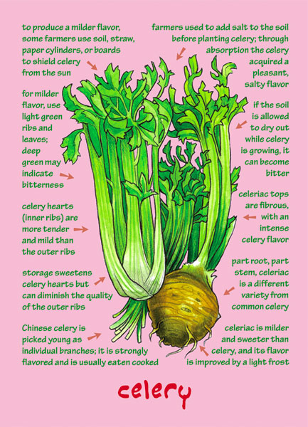 Understanding Flavor | Vegetable Note Cards